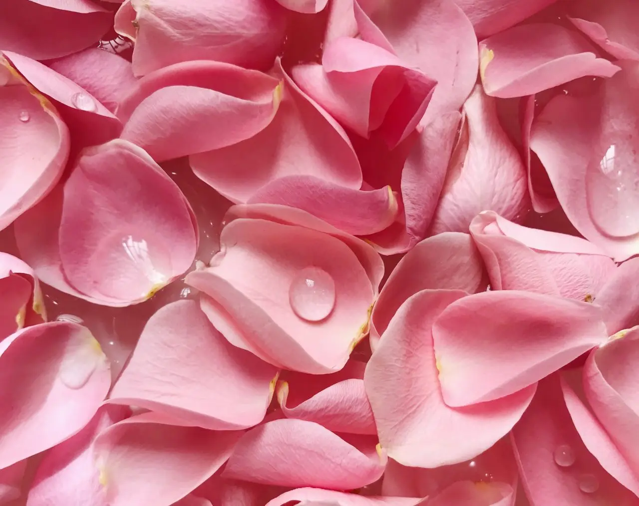 Island Rose and African Geranium